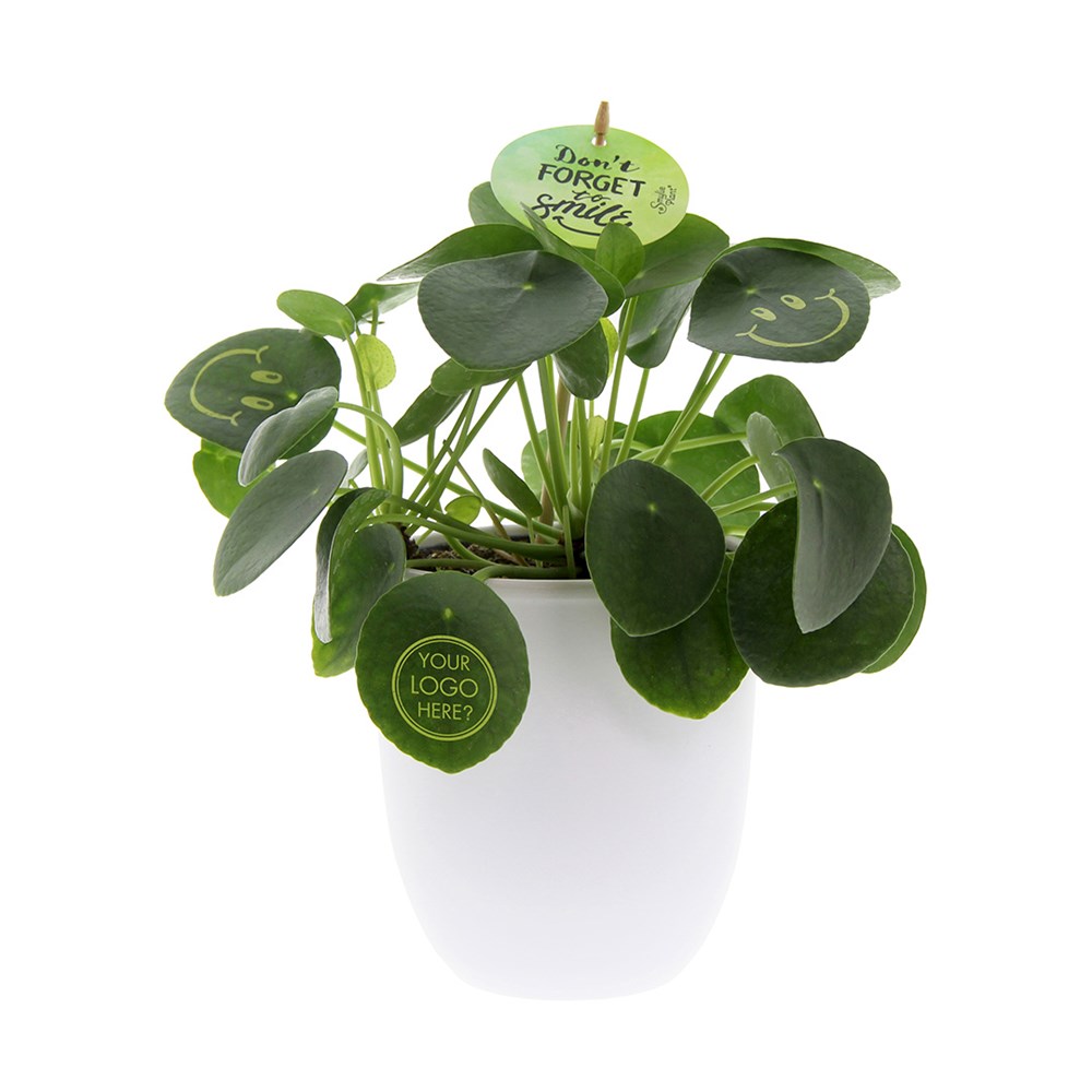 Smylieplant® large in keramieke pot, In giftbox