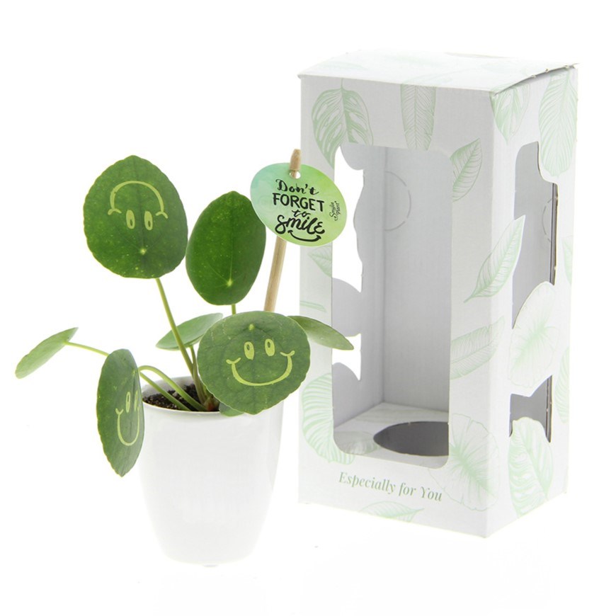 Smylieplant® small in keramieke pot, In beschermende plantensleeve