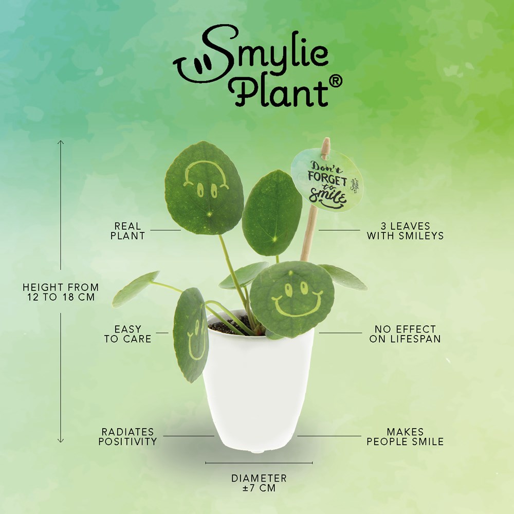 Smylieplant® small in keramieke pot, In beschermende plantensleeve