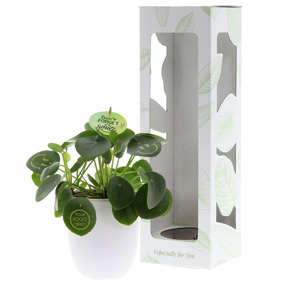 Smylieplant® large in keramieke pot, In giftbox