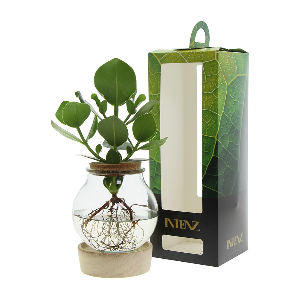 Hydroponie plant in bolglas met ledlicht in giftbox