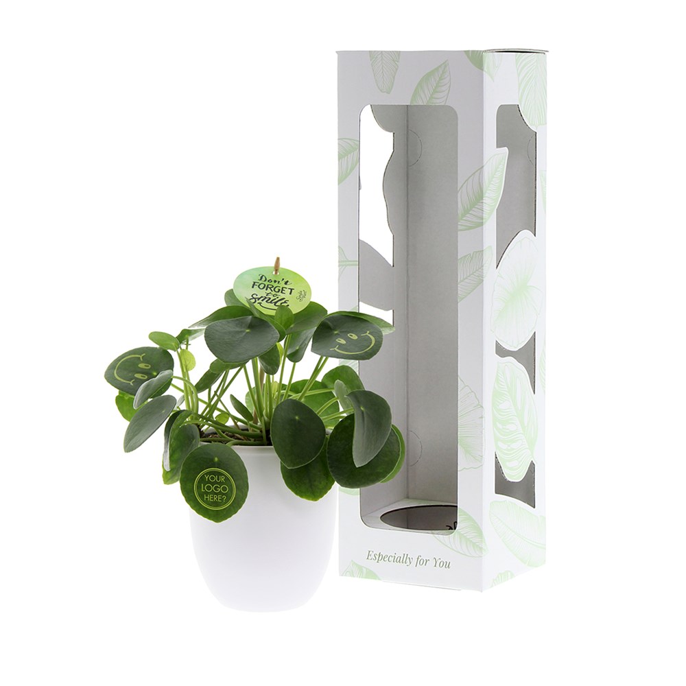 Smylieplant® large in keramieke pot, In giftbox