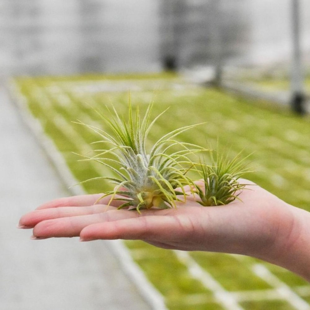 Luchtplantje in glazen flesje - large