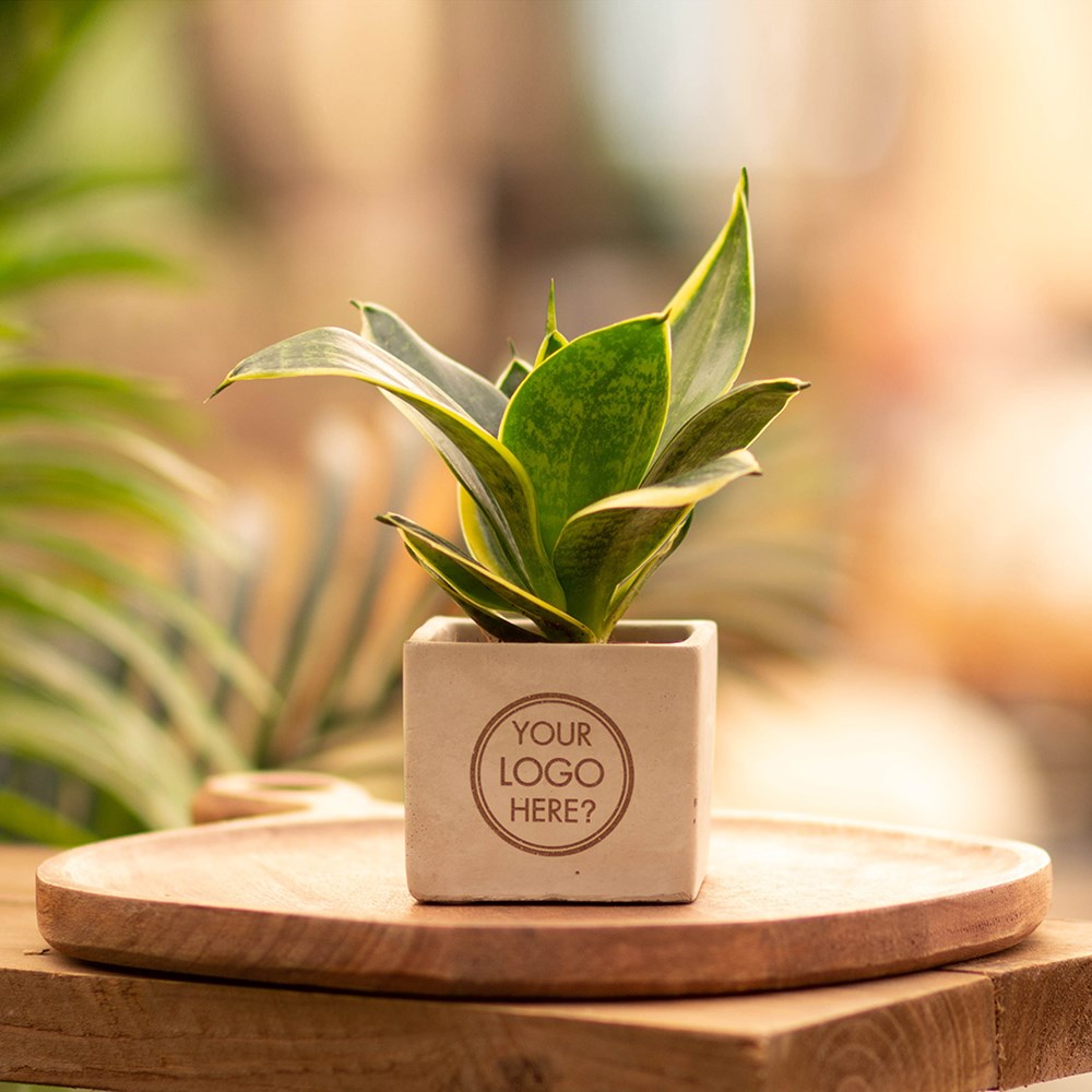 Congreet® plantpots, In giftbox